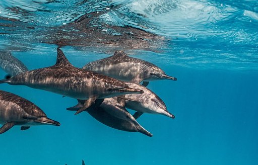 Red Sea - Wadi el Gemal Reserve dolphins 