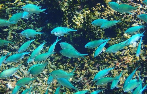 New Caledonia - Kanumera Bay fish snorkeling