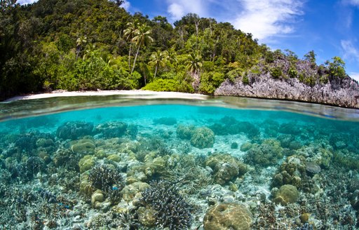 Underwater coral with jungle clad shore, Papua New Guinea