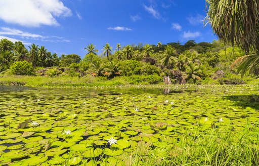 Lush green forest and foliage in the Seychelles