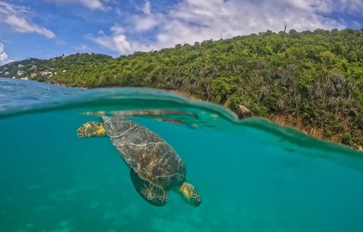 Magens Bay US Virgin Islands turtle