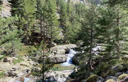 Gorges de la Restonica river, trees