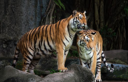 a tigress protects her cub in a tiger sanctuary in phuket 