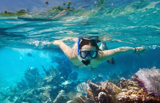 snorkeler discovers the diverse marine life in the Sea of Cortex, Mexico