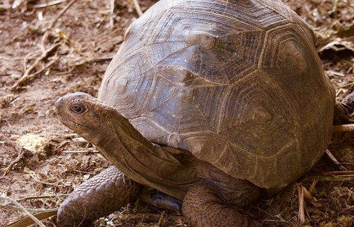 Seychelles - Curieuse Marine National Park tortoise