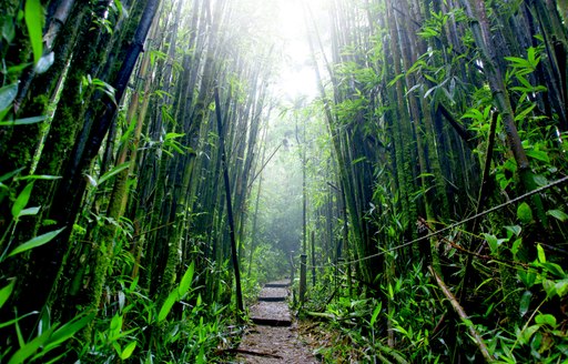 Dense undergrowth of Ascension Island