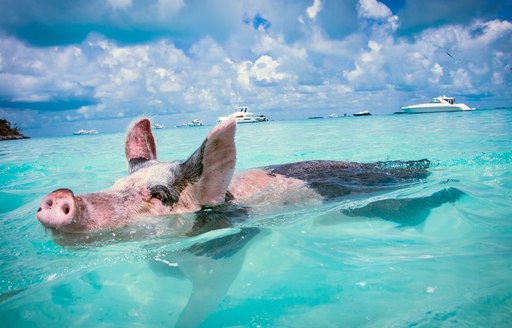 pig swimming in the cool refreshing waters of the caribbean