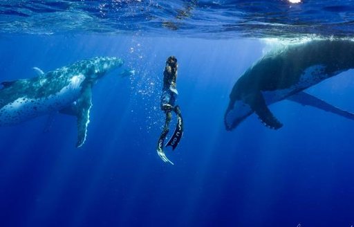 A diver swims with a pair of humpback whales in Tahiti