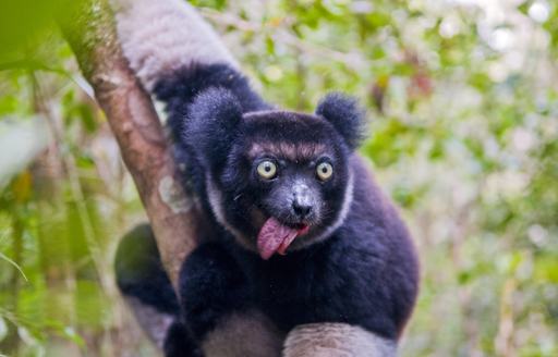 Indris, the largest lemur of Madagascar grasps a branch with its tongue stuck out