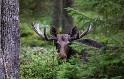 A moose peeks from behind a forest of ferns in Finland