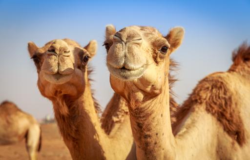 Camels in the desert in Egypt
