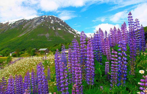 lavender meadows in the Lupine countryside, Norway 