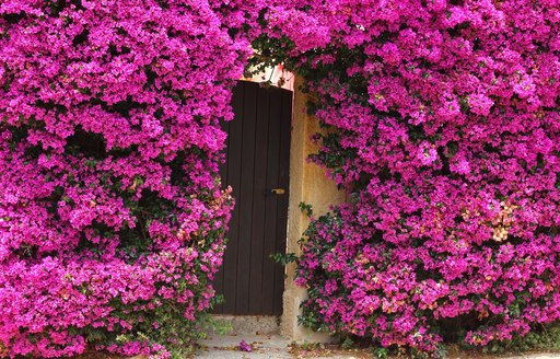 Street in french town in the riviera, with pink flowers around wall