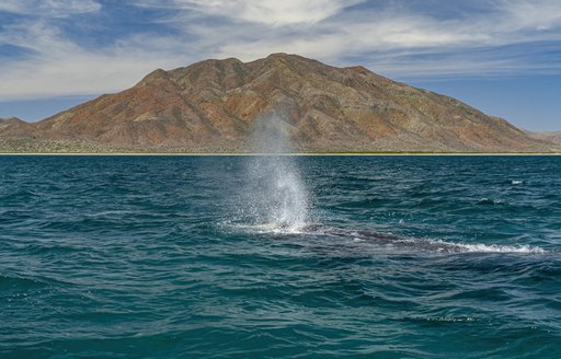 California Grey whales in Magdalena Bay, Baja California