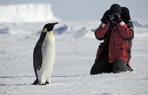 Man takes a picture of a penguin in Antarctica