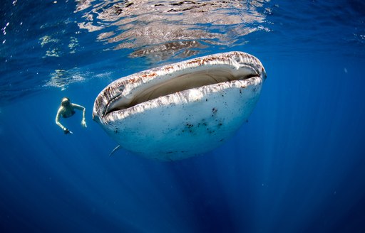 A diver and the open mouth of a shark seen face on