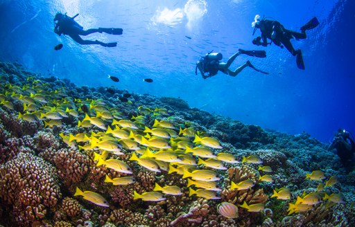 3 people looking at colourful fishes and corals as they are scuba diving in Tahiti