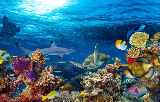 Underwater coral reef landscape in the deep blue ocean with colorful fish and marine life