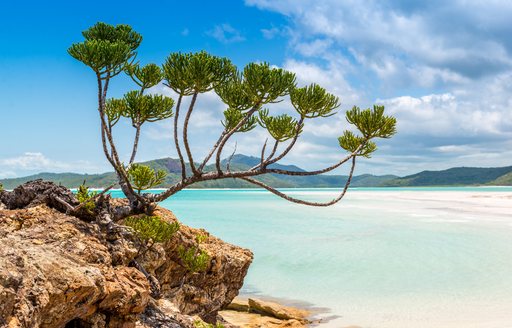 Scrubby rock with pine amid backdrop of white sands and turquoise waters in the Whitsundays in Australia