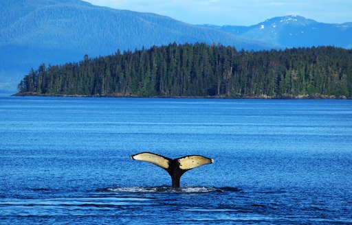 whale tail rises from water in alaska, with forest backdrop