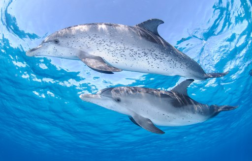 Dolphins in clear waters of Bahamas