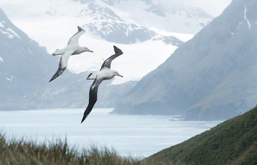 A pair of wandering albatross fly over grassy plains in South Georgia Island