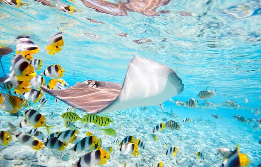 Sting ray and colourful fish make a stunning snorkeling spot in Moorea, Tahiti, yacht charter
