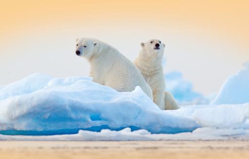 Couple of polar bears in Antarctica