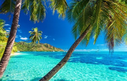 palm trees hang over azure waters on a Tahiti beach
