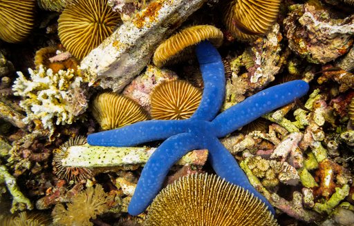 Blue starfish on coral reef in Indonesia