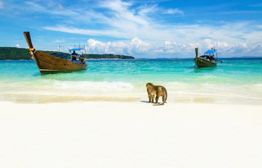 monkey beach in thailand, white sand and turquoise waves and little monkey in the shallows