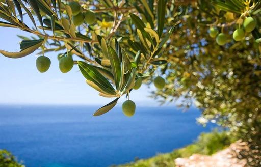 Olive groves found in Solta, Croatia