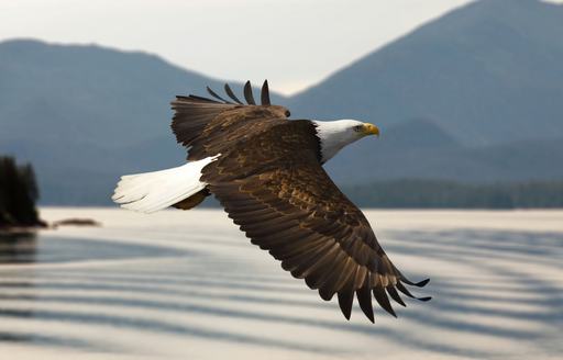Bald-headed eagle flying in Alaska