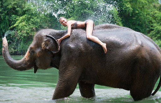 Tourist on elephant's back in north of Thailand