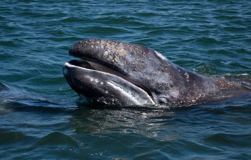 whale pokes head out of water in the Baja Peninsula, Mexico