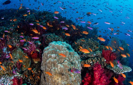 vibrant coral swarms with colourful fish in the waters of Fiji