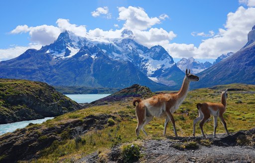 Llamas roaming free in Chilean Patagonia, Torres del Paine