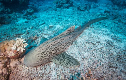 A Leopard shark sleeping on the sand on the Great Barrier Reef