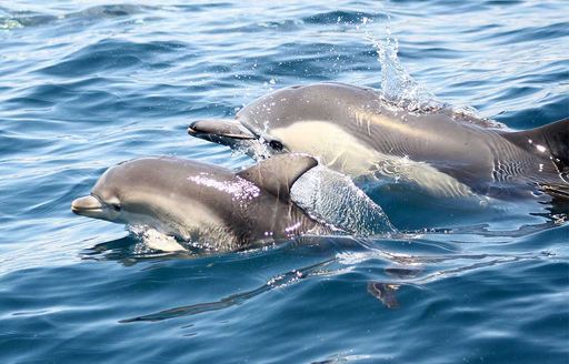 Bottlenose dolphins seen whilst whale watching in New Zealand