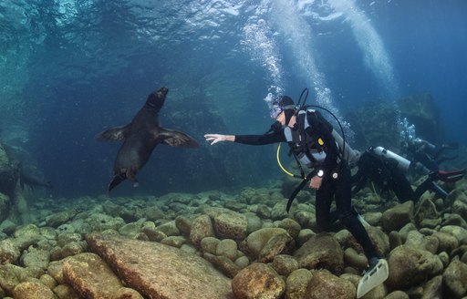 Divers make friends with a seal pup in the Galapagos