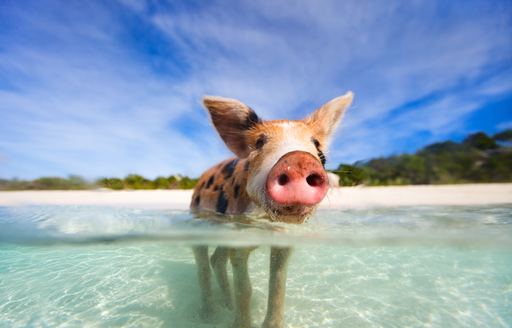 swimming pig in the sea at  Big Major Cay in the Bahamas