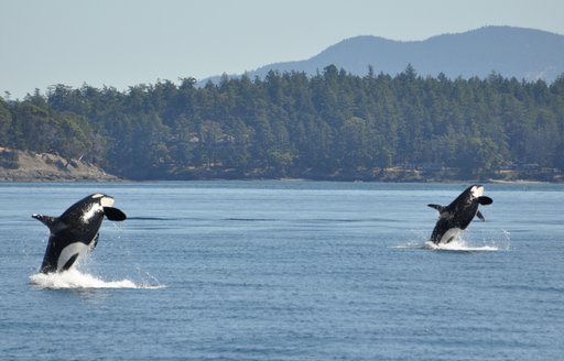 whales in the Pacific Northwest, British Columbia