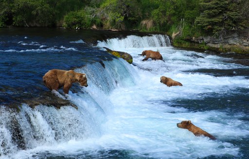 bears catching salmon in river in alaska