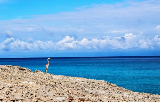 Beautiful Cuban coastline with blue sea and heron