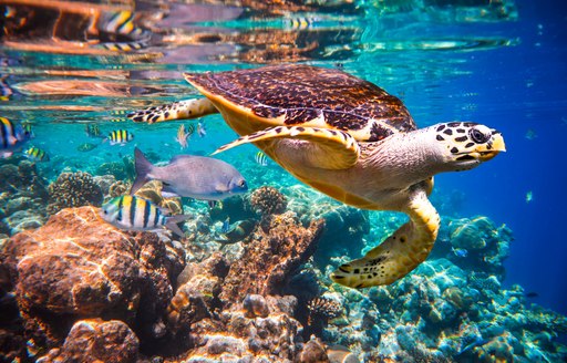 hawksbill turtle swimming above reef in the caribbean