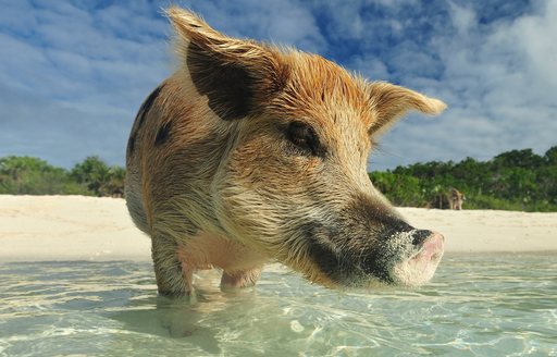 meet swimming pigs in exuma on a bahamas luxury yacht vacation