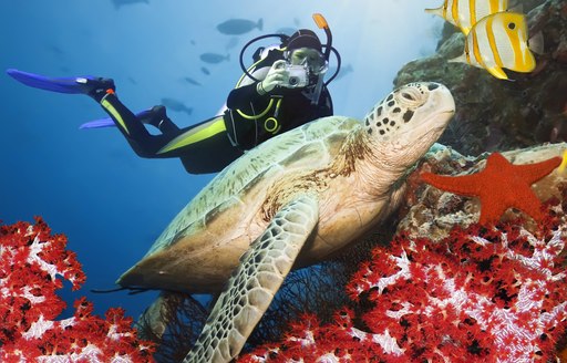 a man scuba dives next to a turtle and red coral and striped yellow fish in the maldives