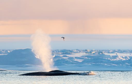 A pair of blue whales come up for air in Svalbard