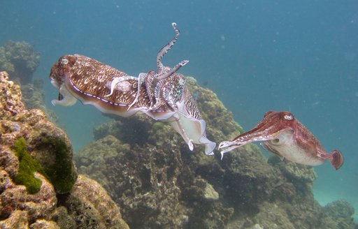 Underwater view of three cuttlefish facing each other, off Ko Racha Yai