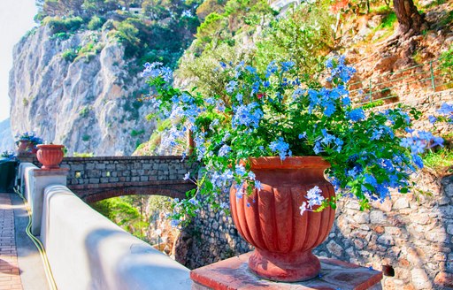 Beautiful forget-me-nots in the Garden of Augustus in Capri